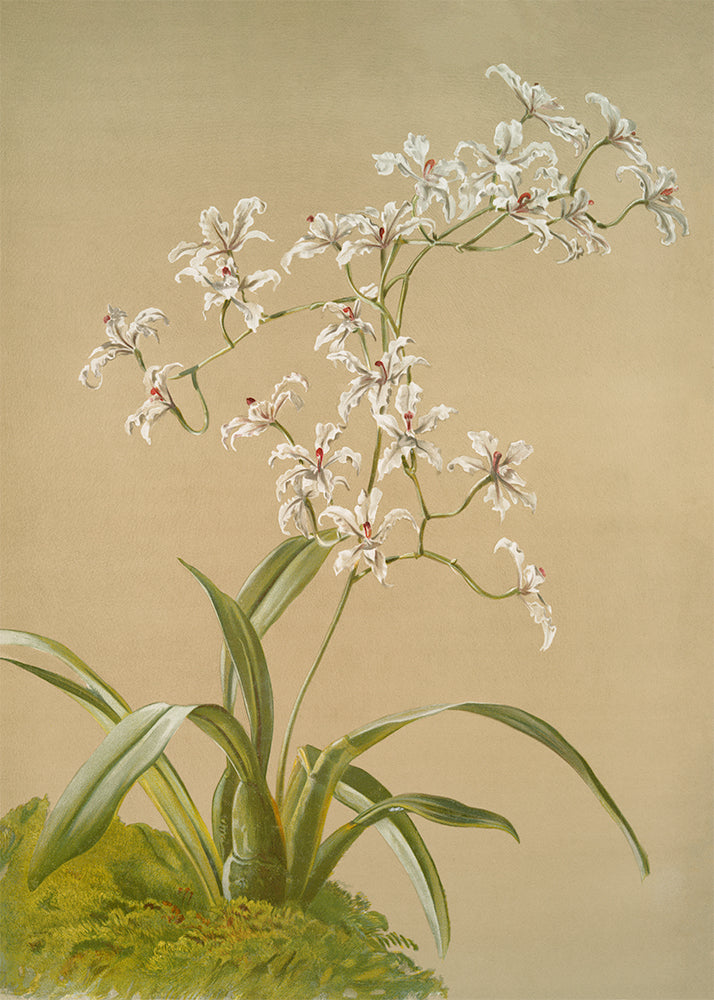 A charming vintage, Ivory coloured orchid set against a buttery cream background with delightful lime green leaves.

Featuring ivory, cream, green, blush, crimson, tan and grey.
A museum-quality fine art print with a textured, matt finish, using giclée printing techniques that won't fade.