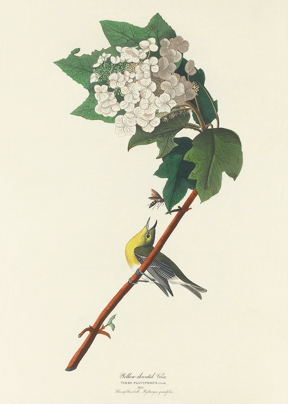 A classical vintage bird study of a Yellow Throat Vireo on a branch.