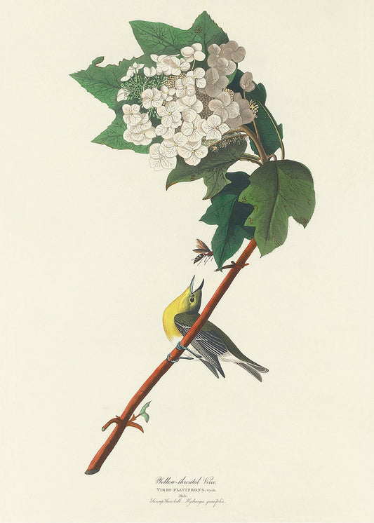 Yellow Throat