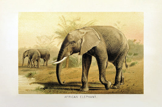 A vintage elephant study.