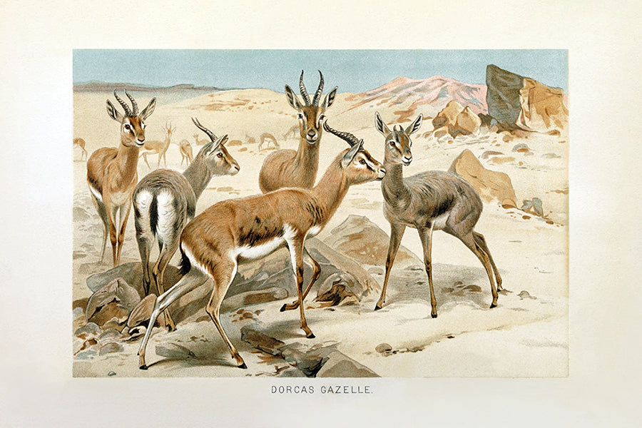 A vintage Gazelle study.