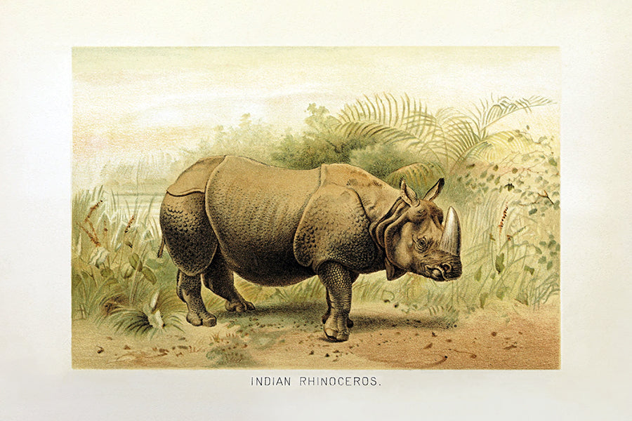 A vintage Rhinoceros Study.