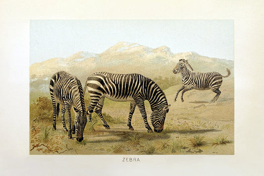 Zoo Series – Zebra