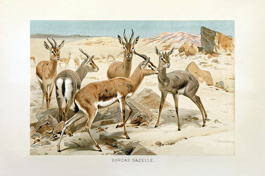 Zoo Series 4