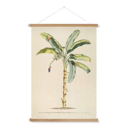 A vintage botanical study of a banana palm with a wooden hanger included.

A premium print + slimline wooden poster hanger with a discrete magnetic fastening to keep your prints perfectly secure. Hand-crafted from beautiful, solid wood, our picture hangers are ideal for displaying prints using a simple, contemporary design. When you want to update your style, simply change the print.
The Classic Palm 1 print features beige, green, tan, black, yellow, purple and red.
+ Free International Shipping.