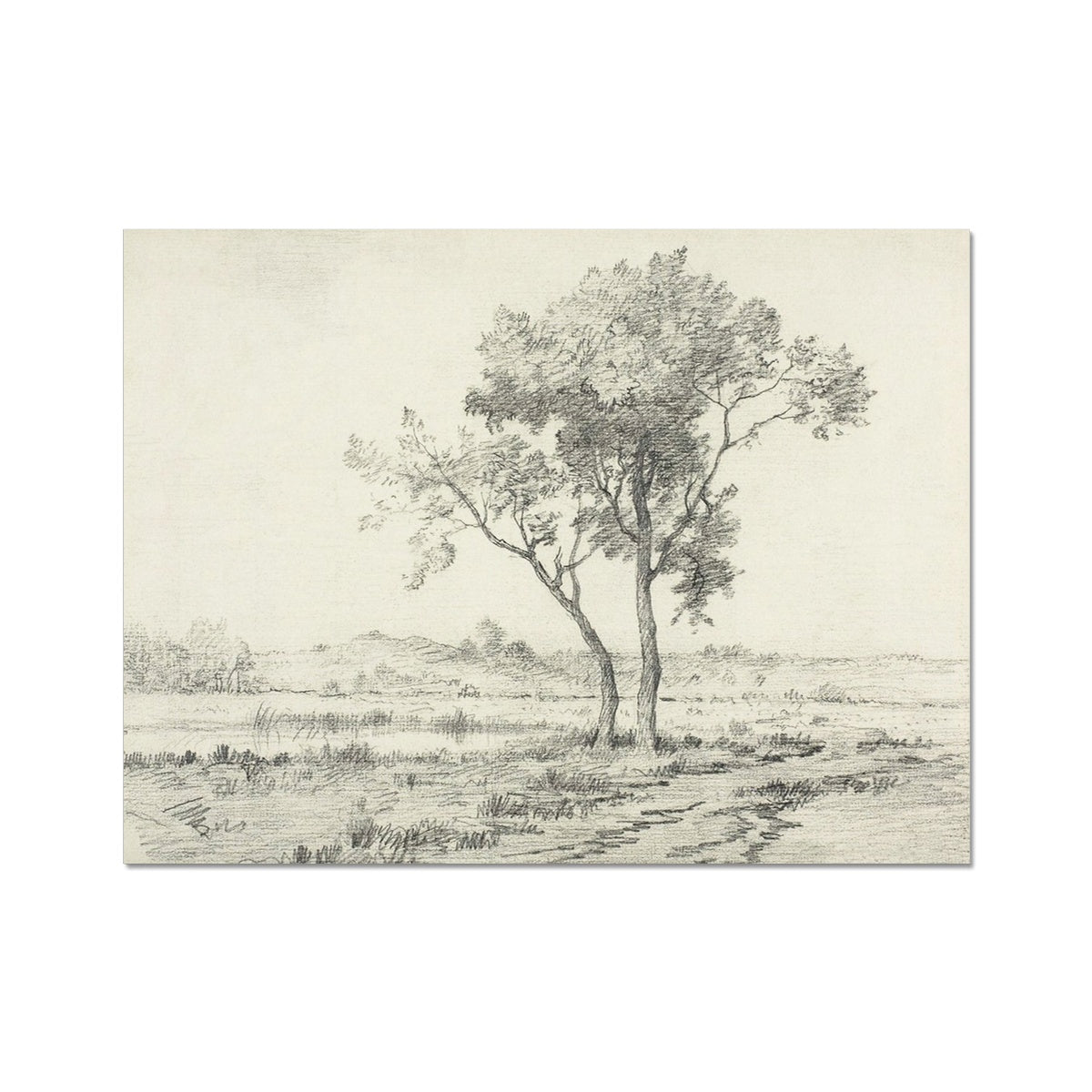 Tree Study