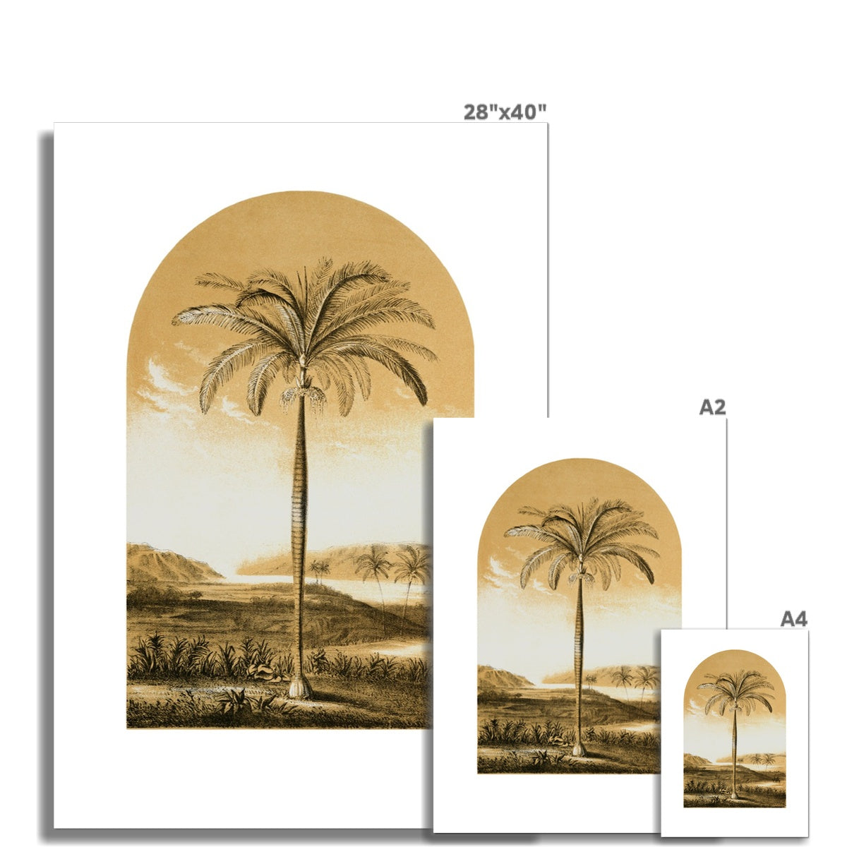 Middle Eastern Palm