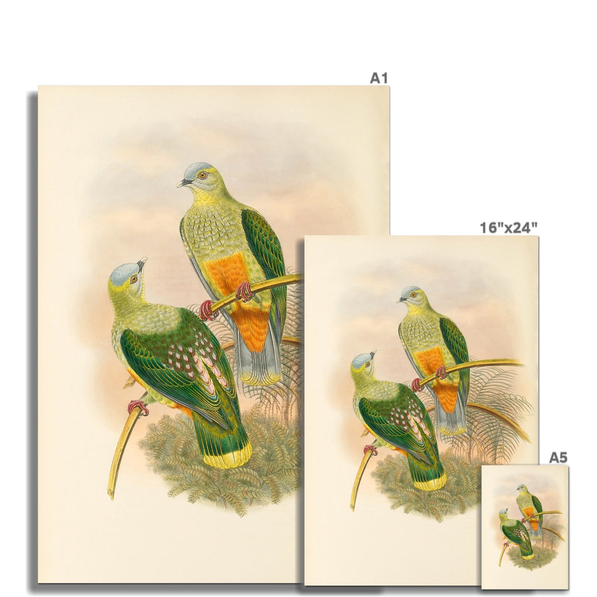 Green Bird Series 6