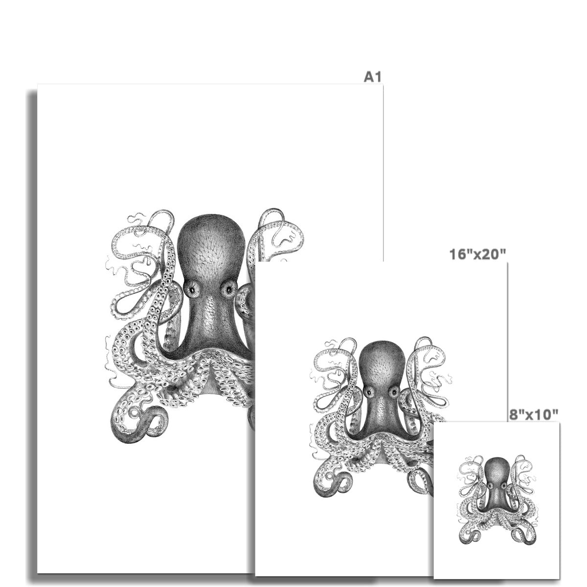 Octopus 1