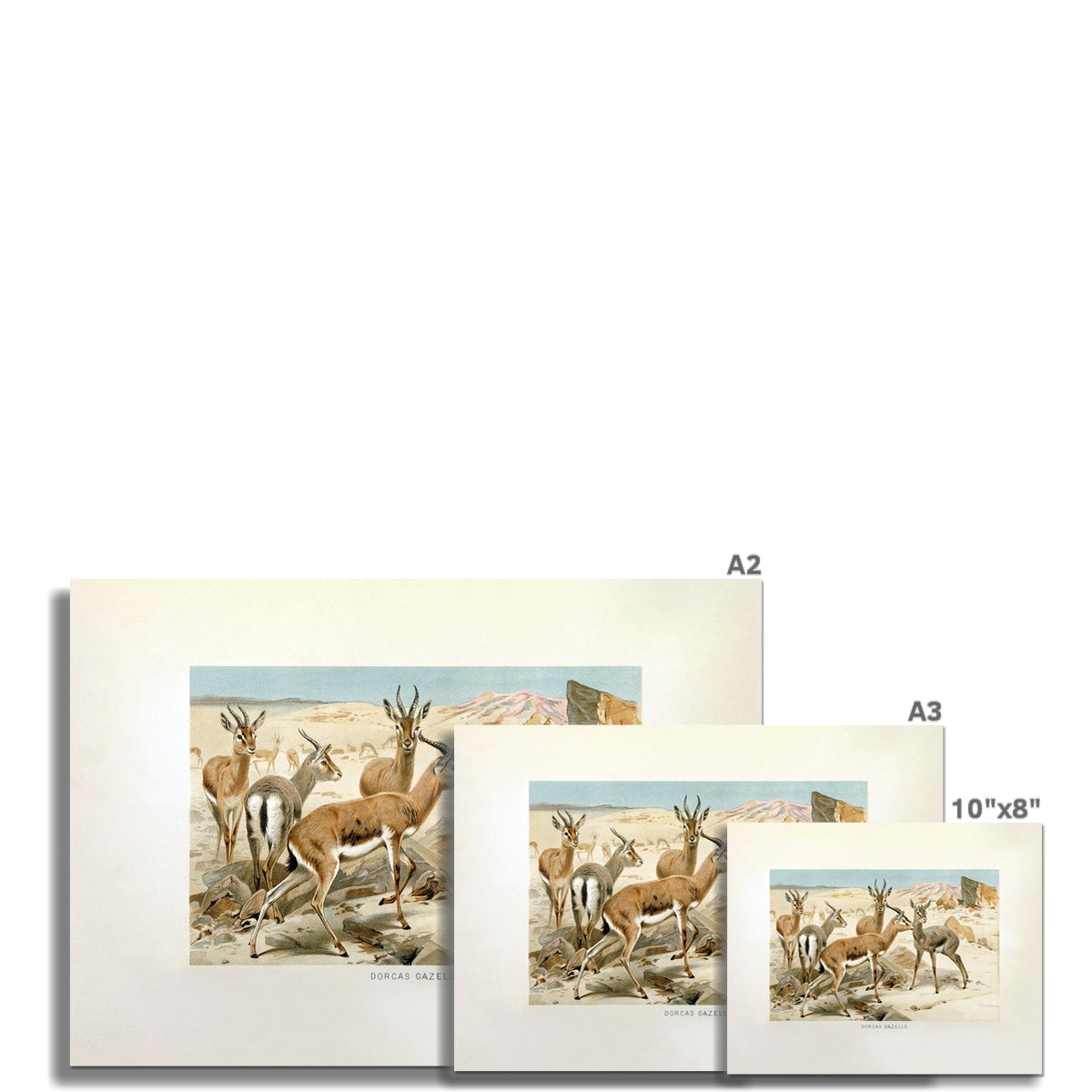 Zoo Series – Gazelles