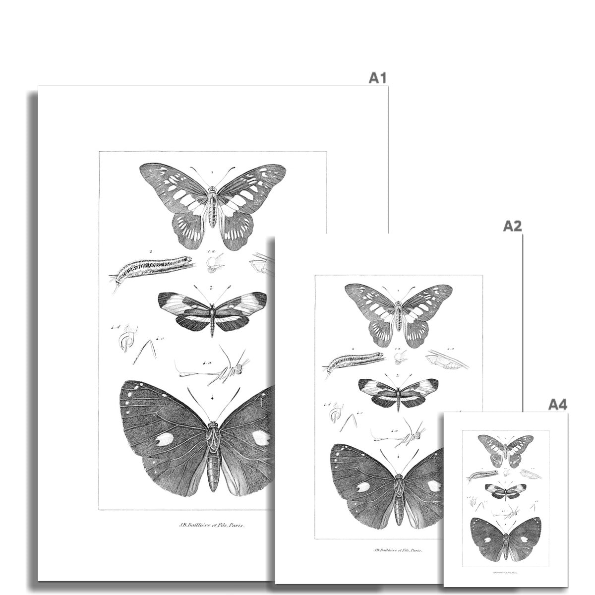 Butterfly Study 1