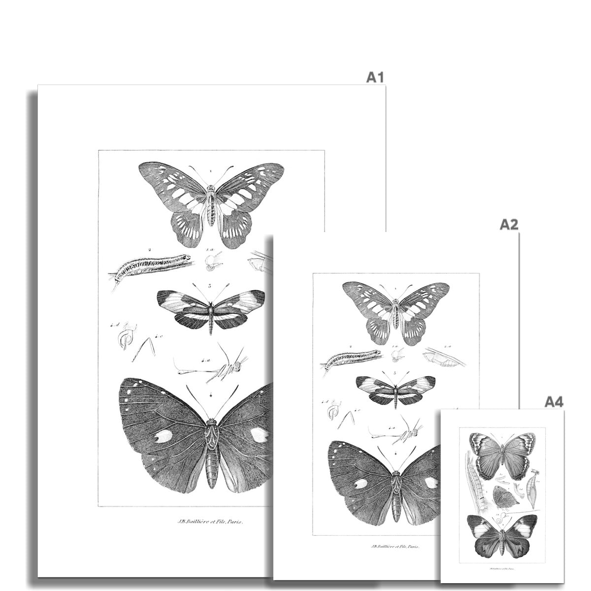 Butterfly Study 2